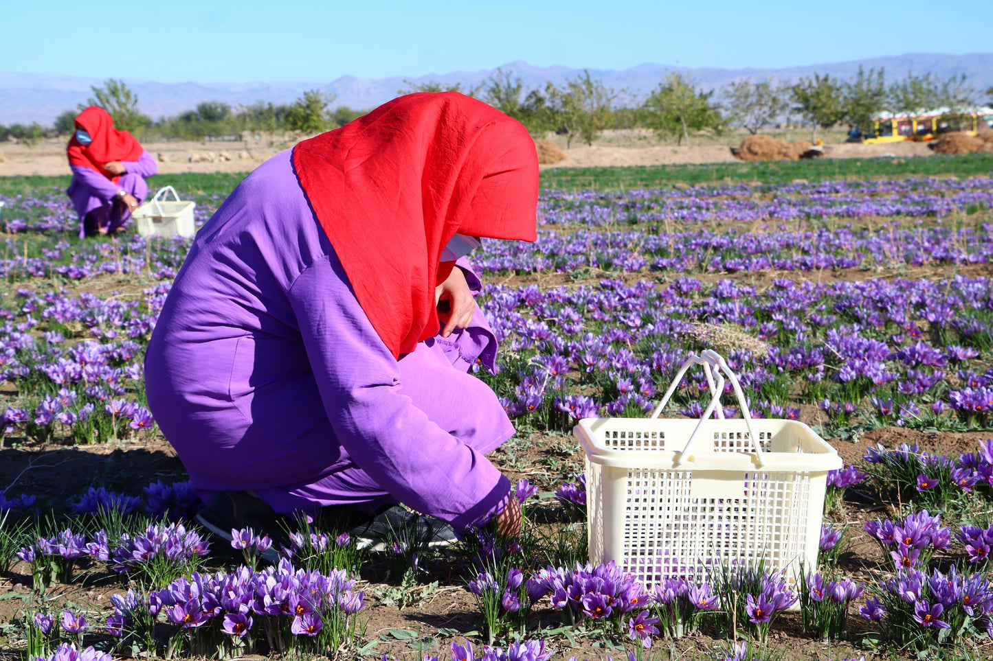 1 Oz (28.5gr) Heray Saffron, Afghani Superior Negin Quality