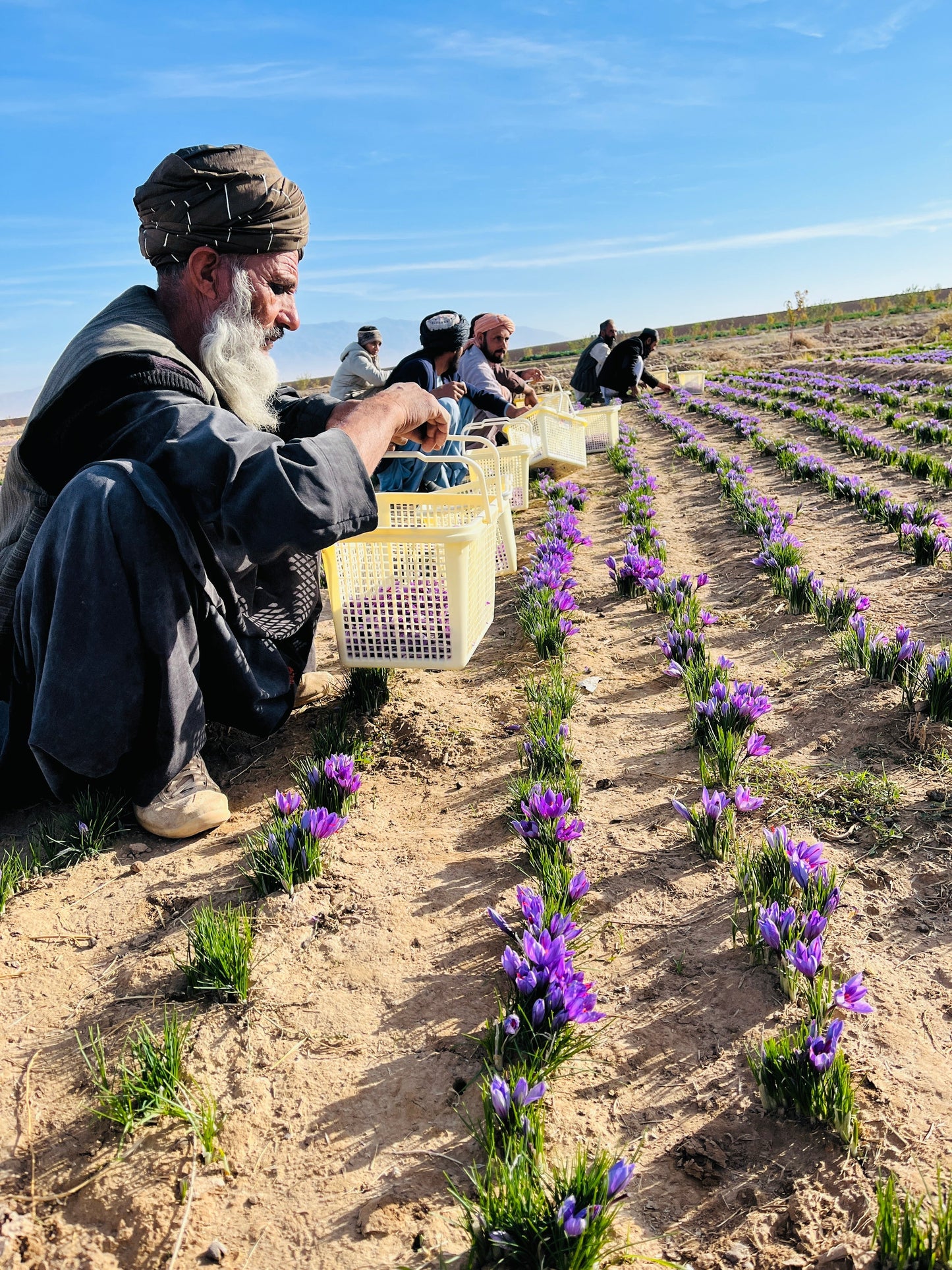 Heray Afghan Saffron Threads, Kosher, Halal, NON-GMO Verified